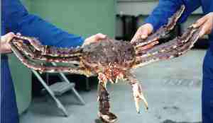 Kongekrabbe holdes oppe av to personer.