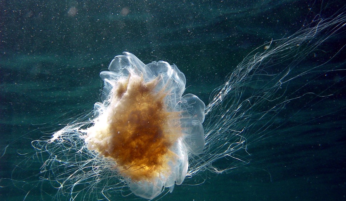 Rød brennmanet under solstråler fra overflaten.