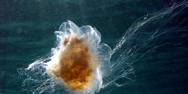 

Montasje Barentshavet 5