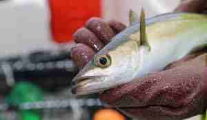 nærbilde av hodet til lyr som holdes opp av hender