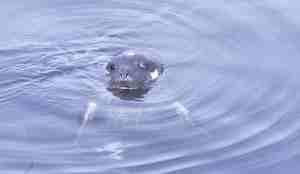 Steinkobbeunge med hodet over vann, blikket mot kamera
