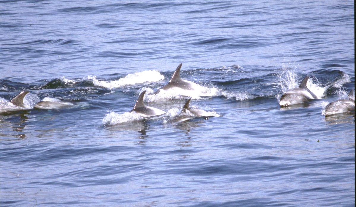 white-beaked dolphin pack