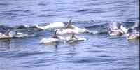 

white-beaked dolphin pack