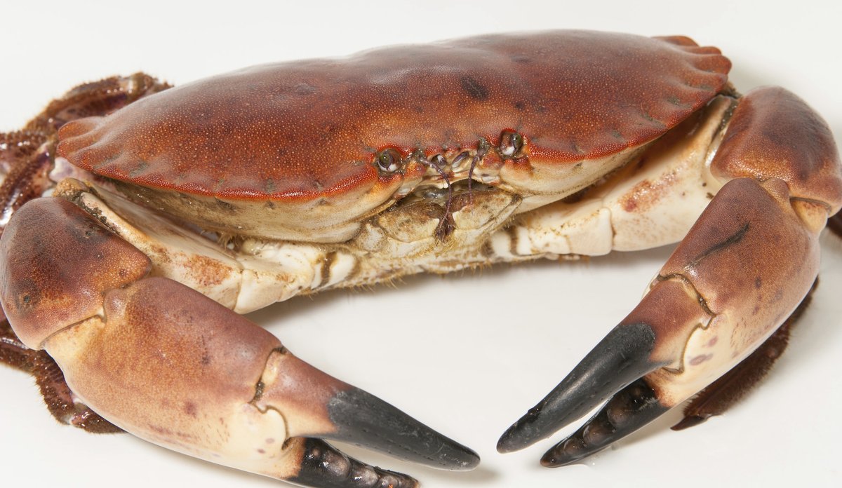 En stor taskekrabbe på hvit underflate.