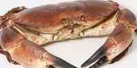 

A big edible crab on a white surface.