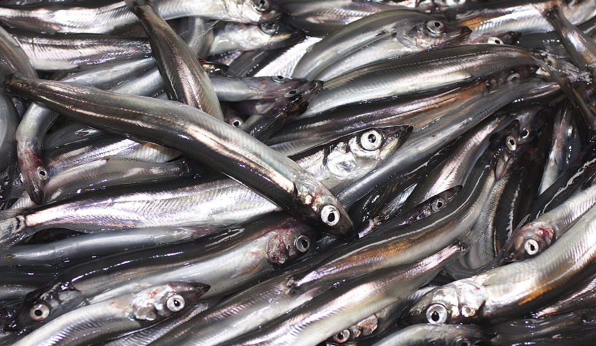 Et kar med fanget lodde.