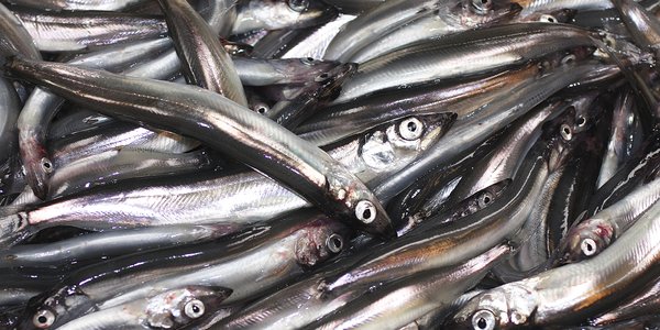 

Et kar med fanget lodde.