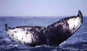 Halefinnen til Knølhvalen over vannflaten.
