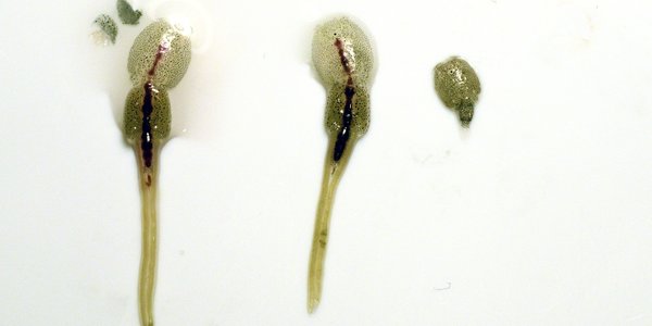 

tre lakselus ligger på et bord, to med eggsekker