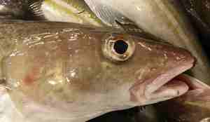 Hodet til fanget torsk 