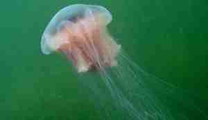 Rød brennmanet omringet i grønt.