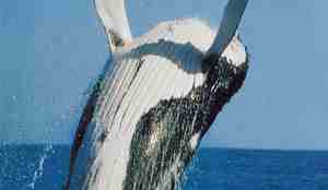 Knølhval som hopper ut av vannet og lander på ryggen