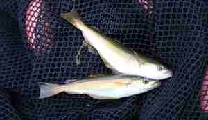 to lyr som ligger i et nett på land