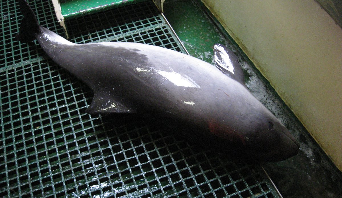 
Porpoise laying on metal floor