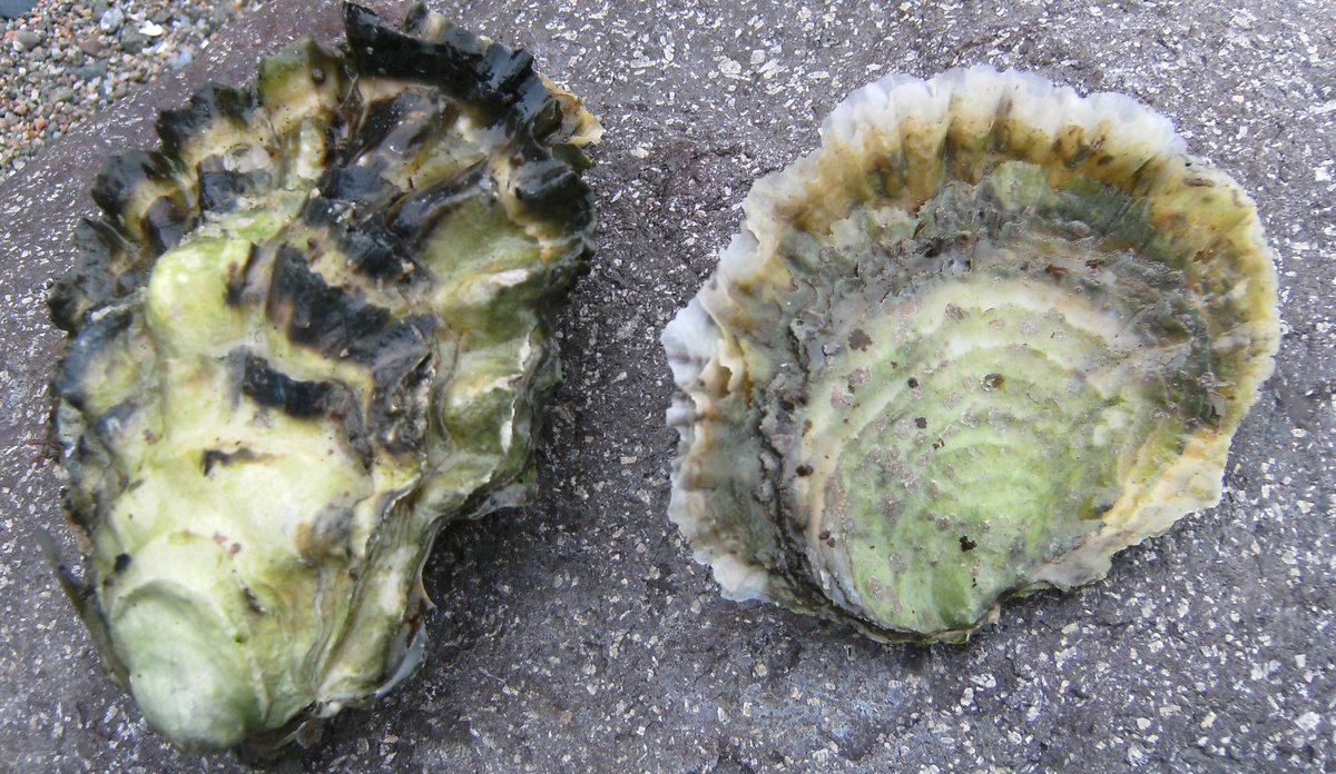 Pacific oyster with black details and european flat oyster, white on the edges