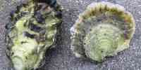 

Pacific oyster with black details and european flat oyster, white on the edges