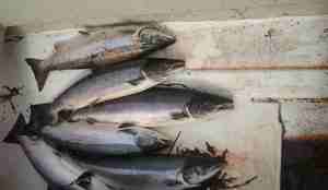 Laksefangst liggende på båt-underlag