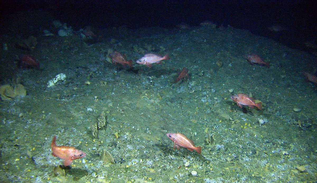 Multiple redfish swimming.