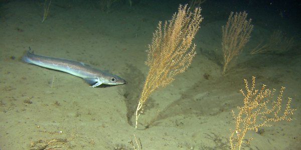 

Long fish by sea-feathers 