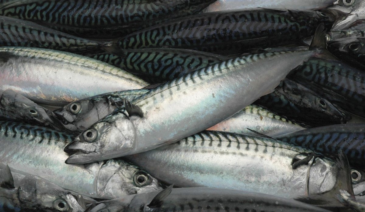 
Close-up shot of a large mackerell catch