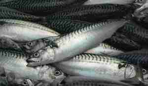 Nærbilde av stor makrell fangst