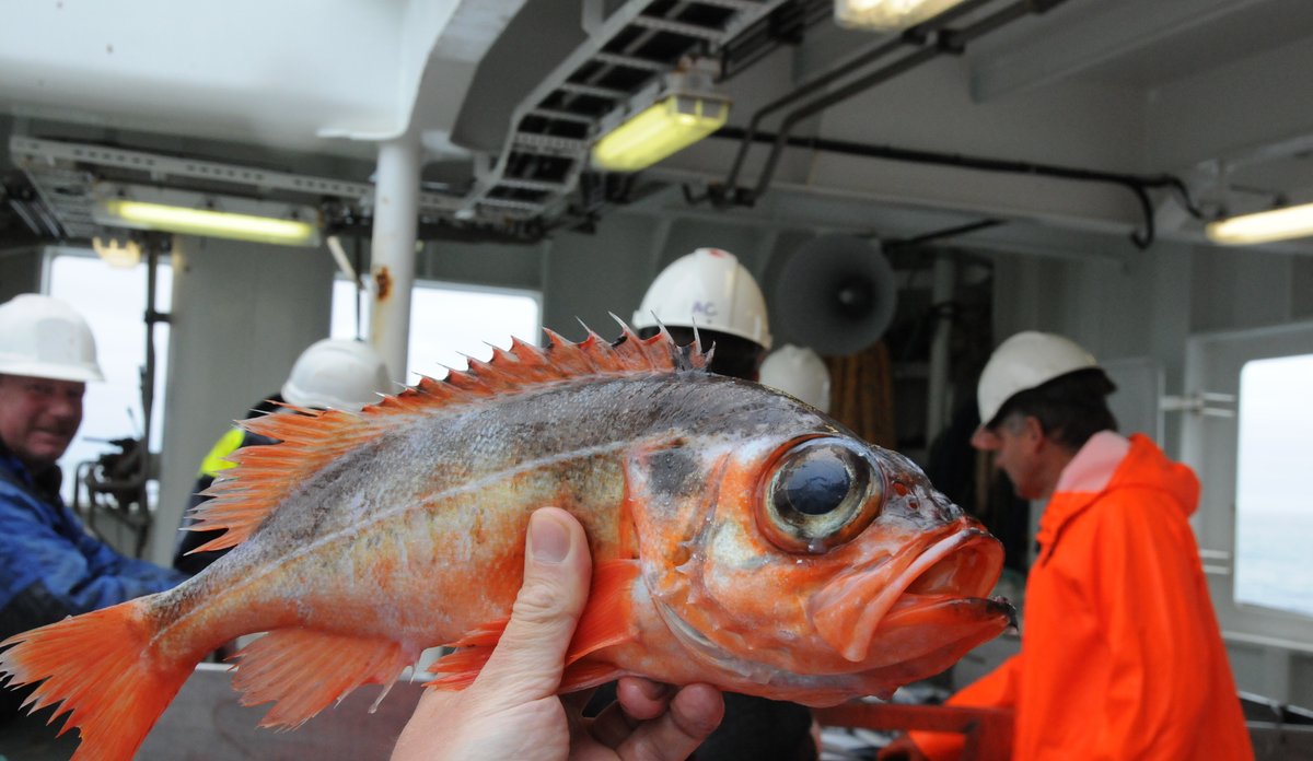 
Hand holding up beaked redfish on deck.