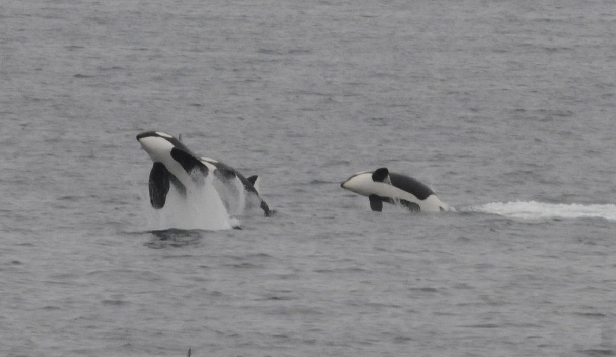 Tre spekkhoggere hoppende over vann.