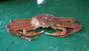 Livløs snøkrabbe på dekk.