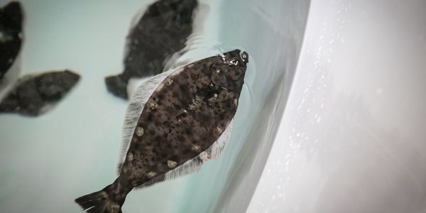 

Et basseng med noen kveiter