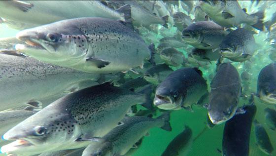 Bilde av en stim med oppdrettslaks.