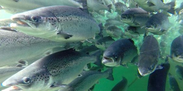 

Bilde av en stim med oppdrettslaks.