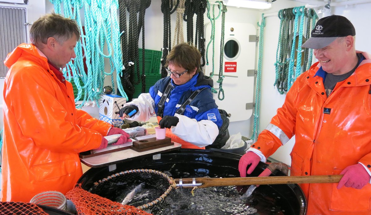 
Merking av makrell med RFID-teknologi