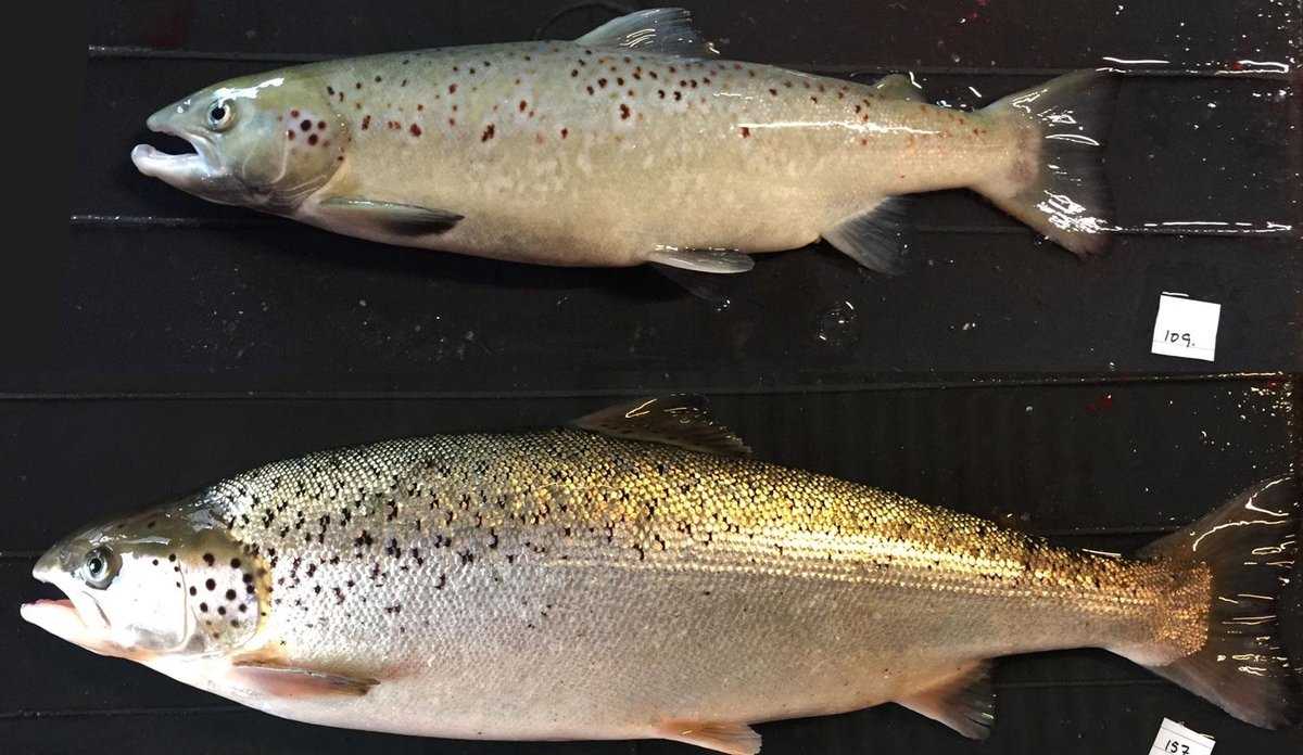 
Laks med og uten kjÃ¸nnscelle