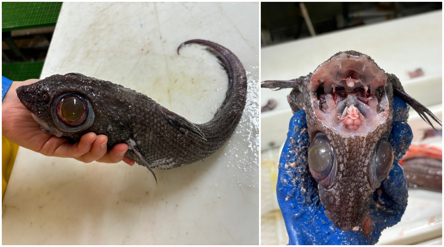 to bilder - en av en isgalt. en annen av at hodet til fisken er opnet, for å ta ut ørestein