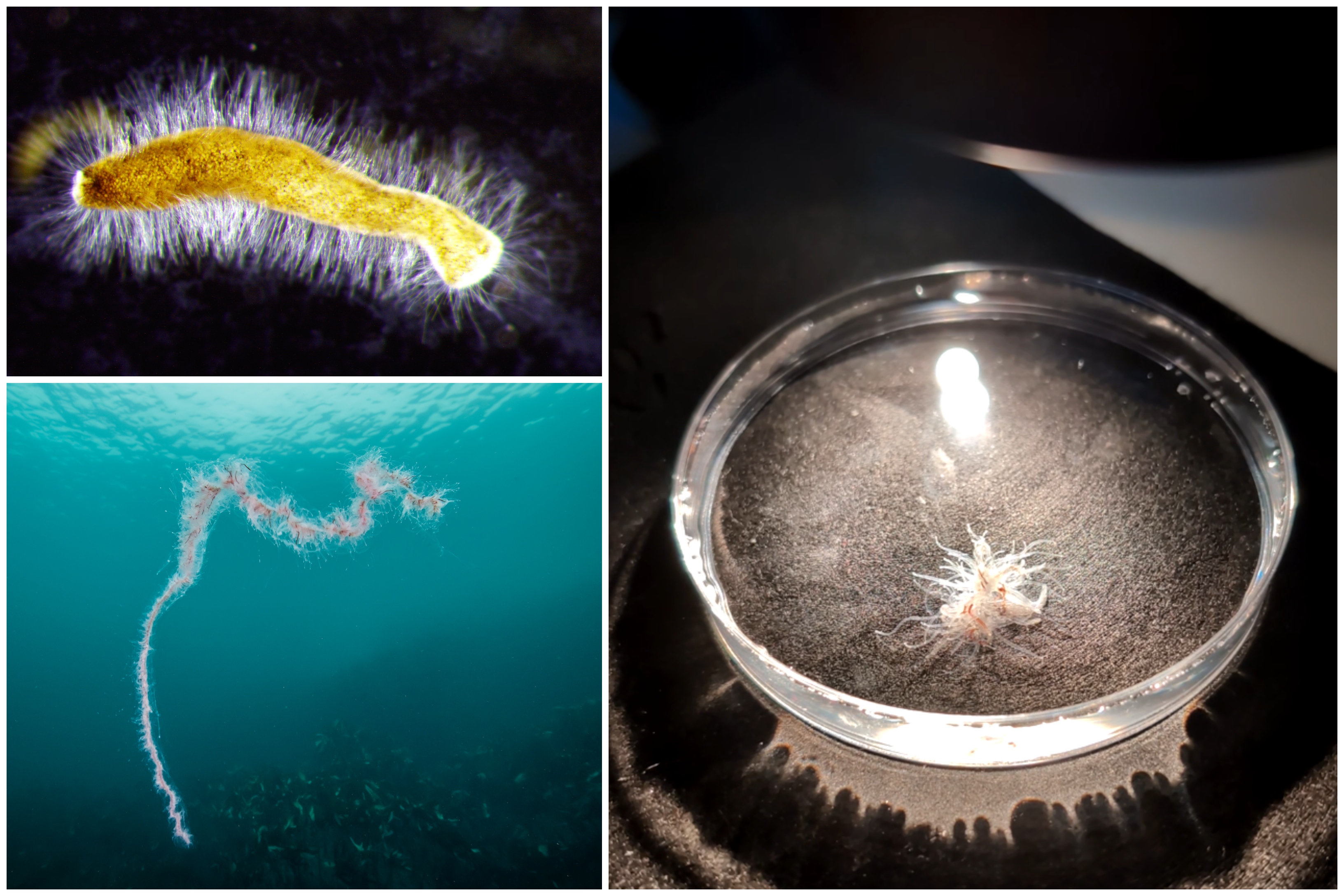 En kollasj med tre bilde av perlesnormanet. Et bilde som vier perlesnormaneta i havet, eit i ei petriskål og eit mikroskopbilete