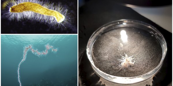 

En kollasj med tre bilde av perlesnormanet. Et bilde som vier perlesnormaneta i havet, eit i ei petriskål og eit mikroskopbilete