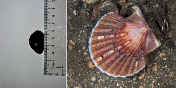 

Kollasj av to bilder. Det ene bildet viser en helt sort kamskjellperle, det andre et kamskjell