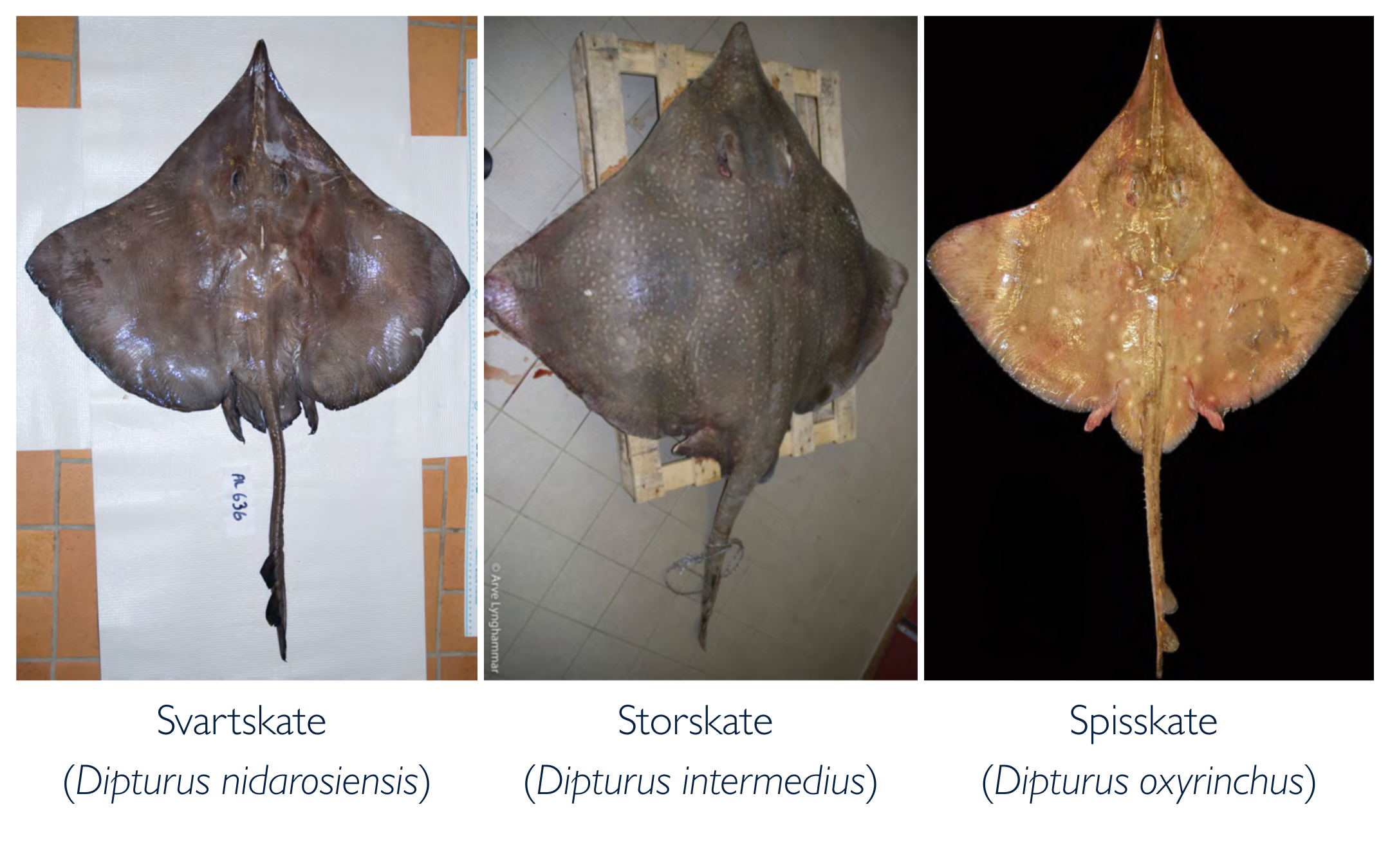 bilder av storskater