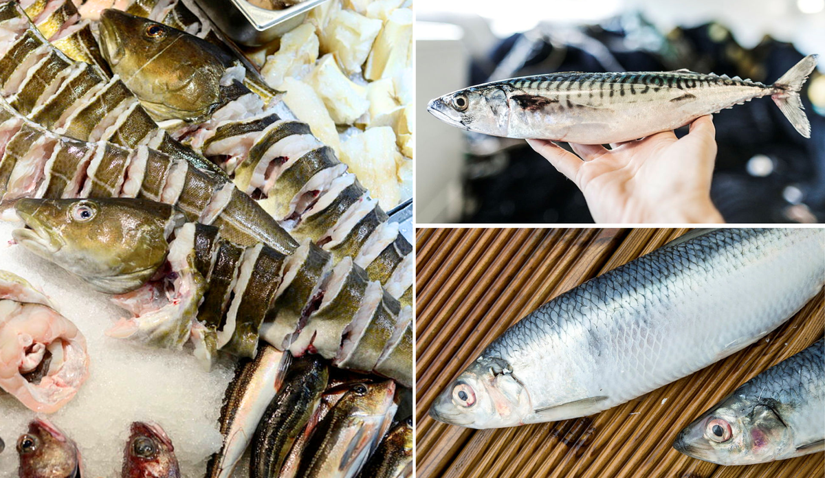
Bilder av torsk i skiver, en makrell og to sild