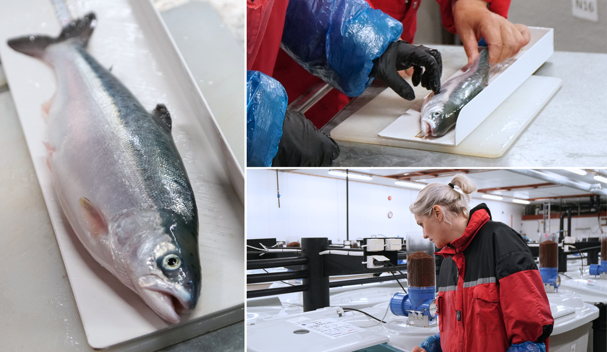 
Kan pukkellaks og atlantisk laks gyte sammen? Kan pukkellaks og laks få avkom? Kollasj av en pukkellaks hybrid og Monica Solberg ser i kar.