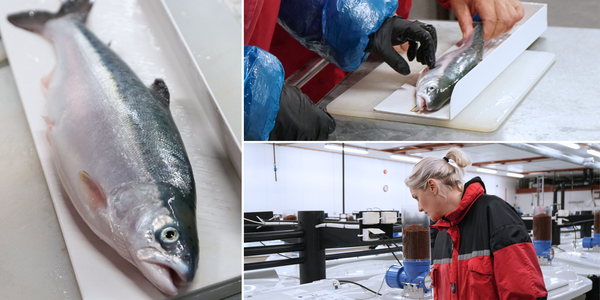 

Kan pukkellaks og atlantisk laks gyte sammen? Kan pukkellaks og laks få avkom? Kollasj av en pukkellaks hybrid og Monica Solberg ser i kar.