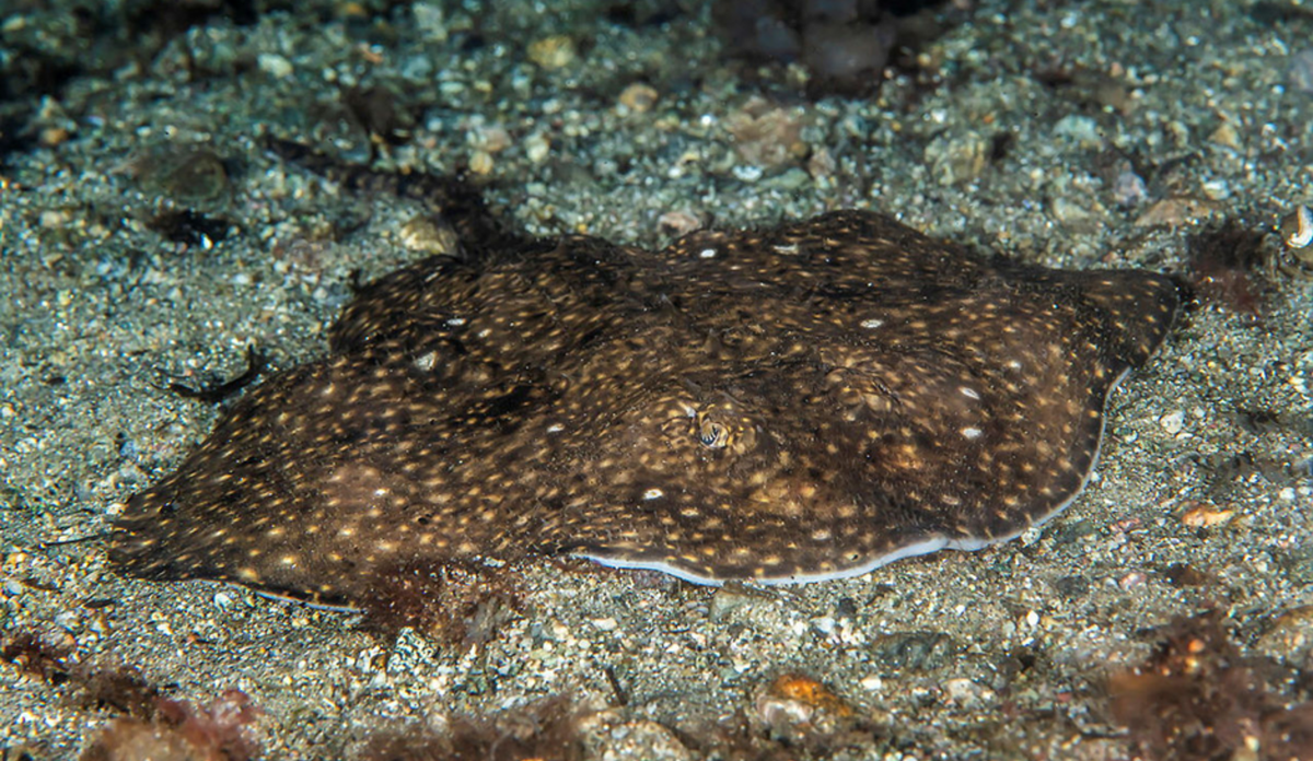 
Amblyraja radiata på sandbunn. Halvparten av skateartene i Norskehavet er truede