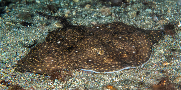 

Amblyraja radiata på sandbunn. Halvparten av skateartene i Norskehavet er truede
