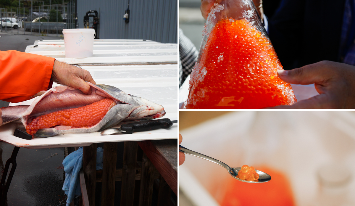 
Kan pukkellaksrogn spises? pukkellaks kaviar