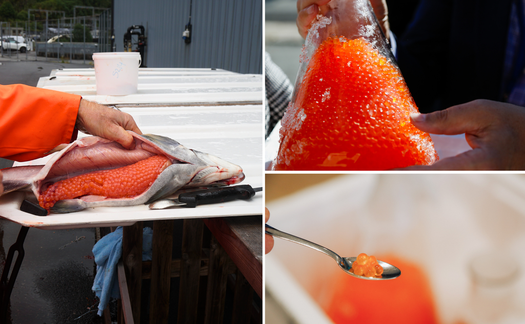 Kan pukkellaksrogn spises? pukkellaks kaviar