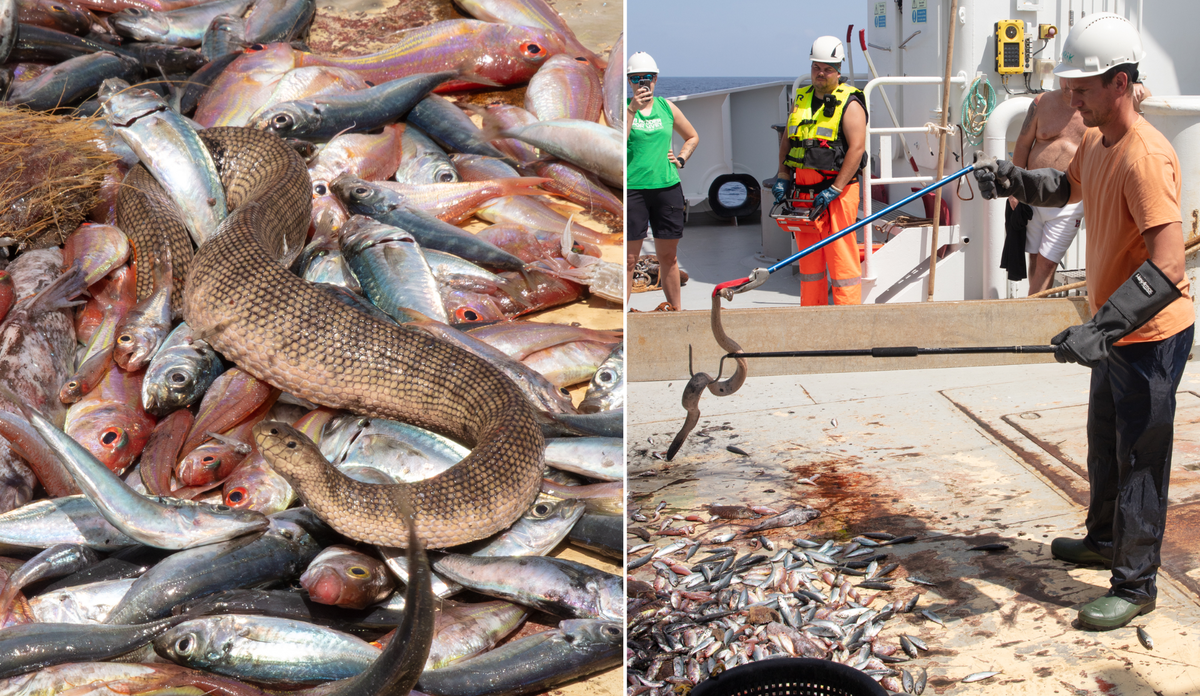 
Verdens farligste havslange. Eirik Odland viser hvordan håndtere havslange trygt, med krok, tang, kevlarhansker og tunge støvler, mens resten av mannskapet holder god avstand.