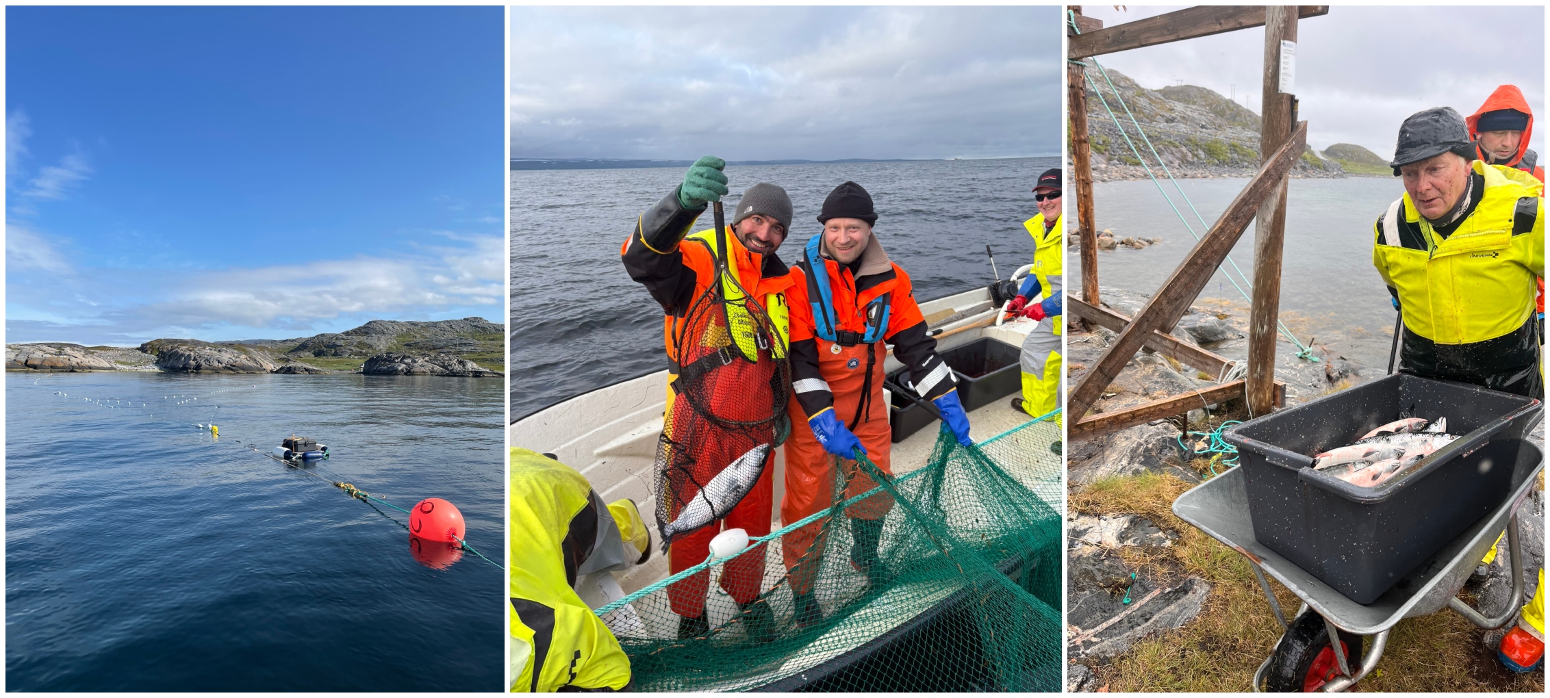 Kollasj av fiske etter pukkellaks