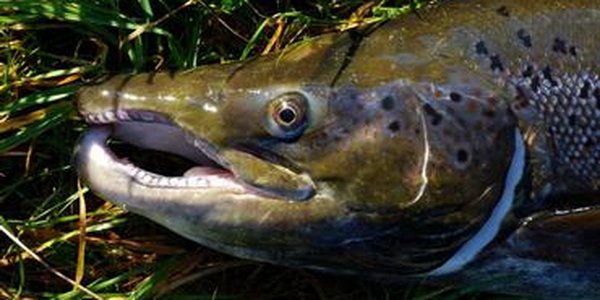 kj_moden_laks_Foto Helen Petersen_kontakt Ã˜_Skaala.wide_medium.jpg