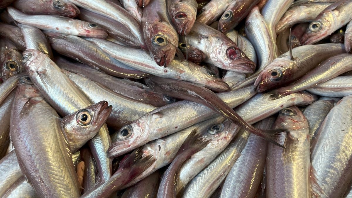 Nærbilde av fangst av kolmule.