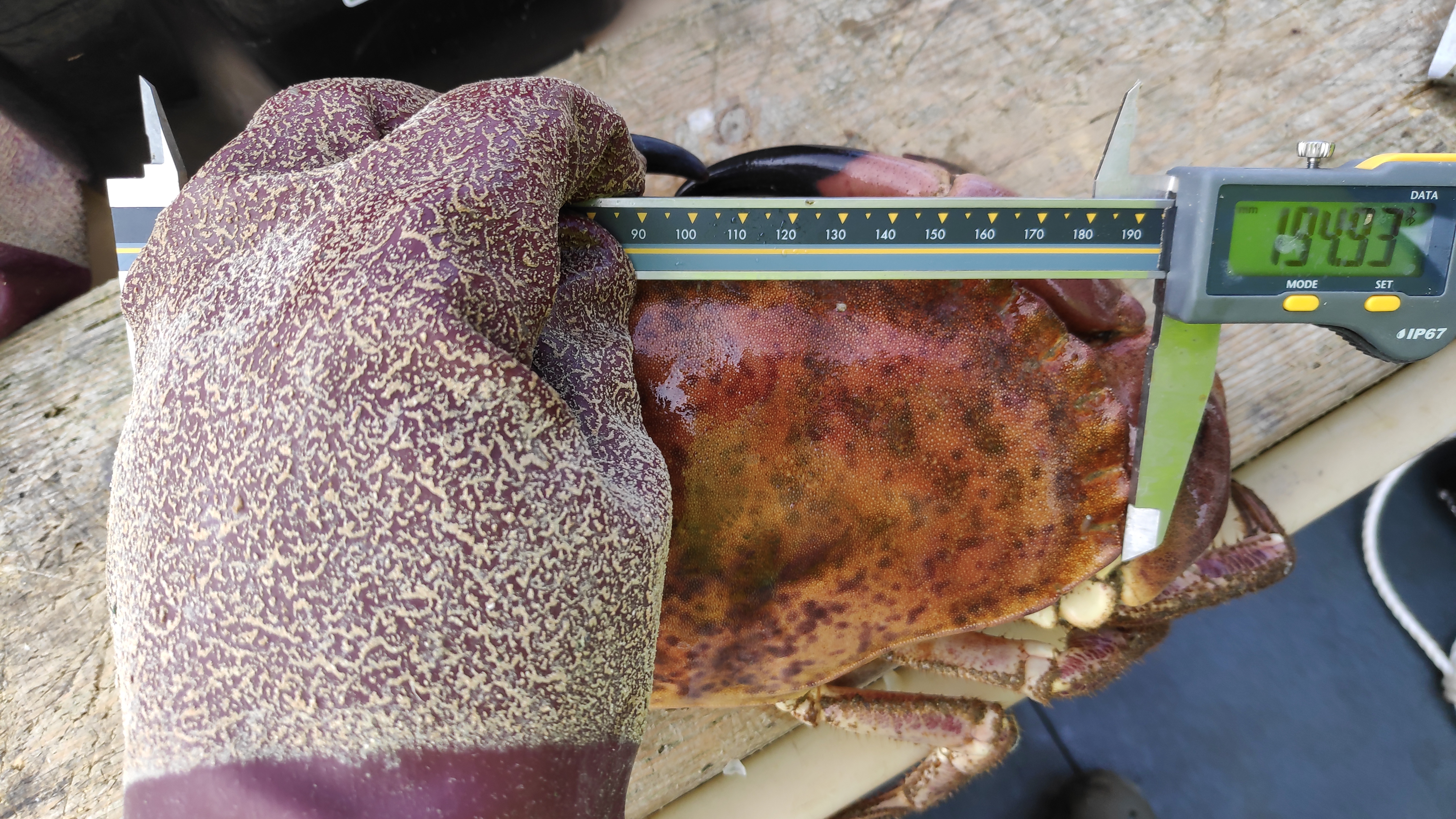 måling av taskekrabbe